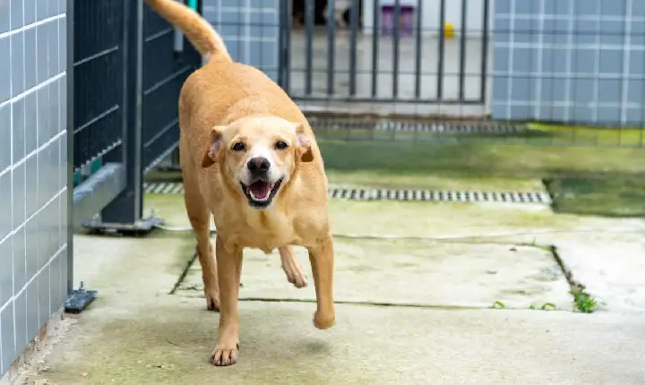 Adote um amigo de quatro patas e faça a diferença: mais de 150 à sua espera!