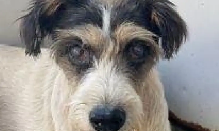 Canil Municipal incentiva a adoção de cães idosos