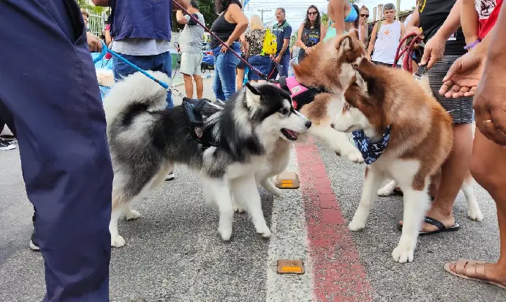 CãoMinhada Solidária reuniu cerca de 6 mil pessoas