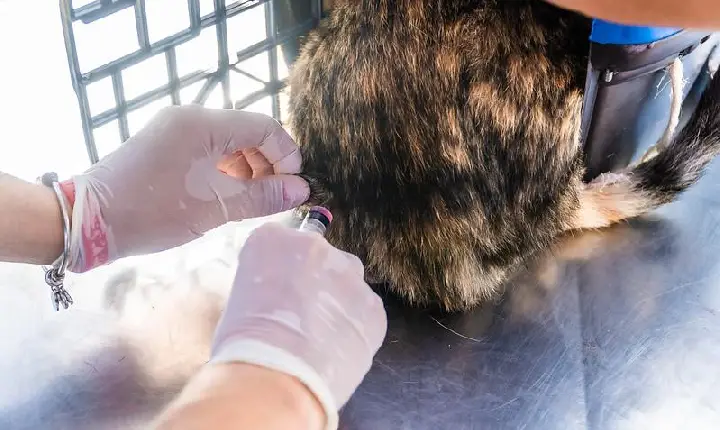 Castramóvel atenderá pets do Morada da Praia entre 11 e 13 de julho