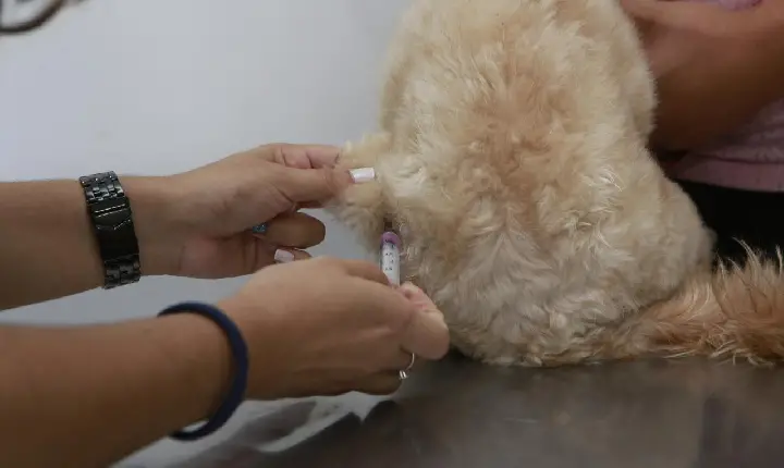 GUARUJÁ DÁ UM PASSO Á FRENTE NA SAÚDE ANIMAL:650 VACINAS ANTIRRÁBICAS APLICADAS