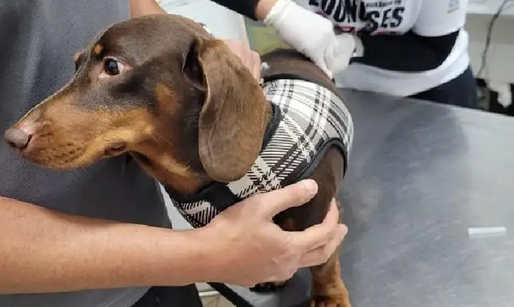 Guarujá disponibiliza vacinas antirrábicas para cães e gatos na Unidade de Zoonoses