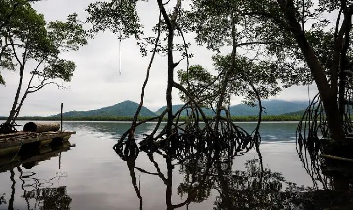 Guarujá é destaque em conferência mundial com modelo de governança ambiental