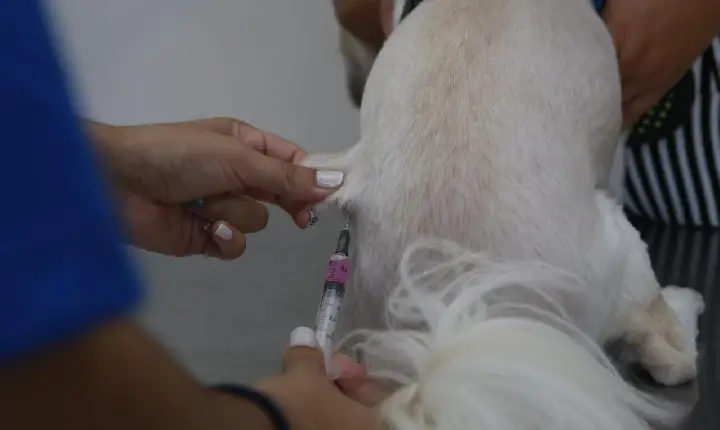 Guarujá realiza ação para conscientizar  sobre câncer de próstata e diabetes em animais