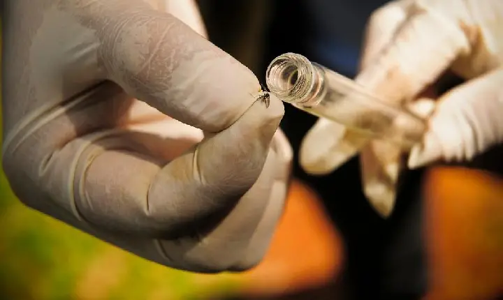 Guarujá realiza programação de combate ao  Aedes aegypti a partir desta segunda-feira (27)