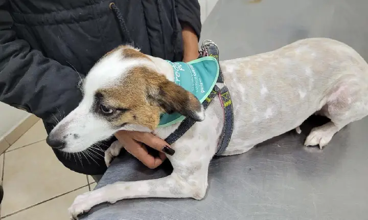 Guarujá superou já em agosto o número total de animais vacinados no ano passado contra a raiva