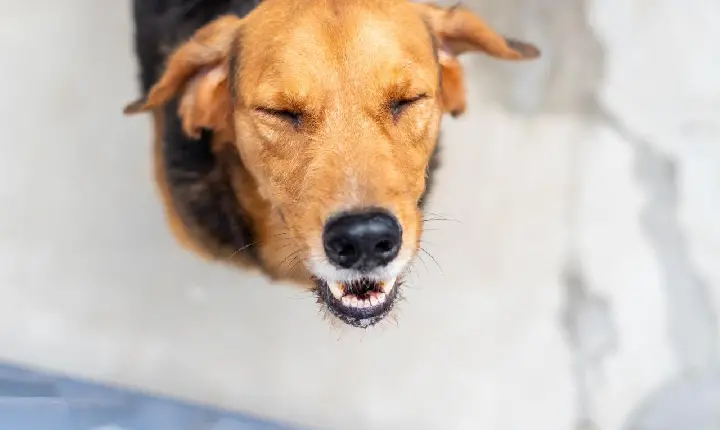 ‘Não compre, adote!’ mais de 150 pets estão disponíveis para adoção no CCZ