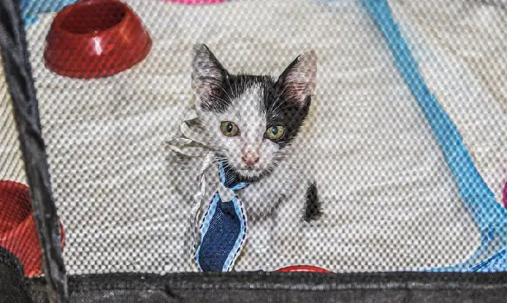 O Encontro de Pets Mais Esperado do Guarujá neste Fim de Semana!