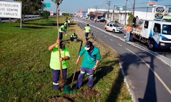 Plano Municipal de Arborização planta mais de 11 mil novas árvores na Cidade