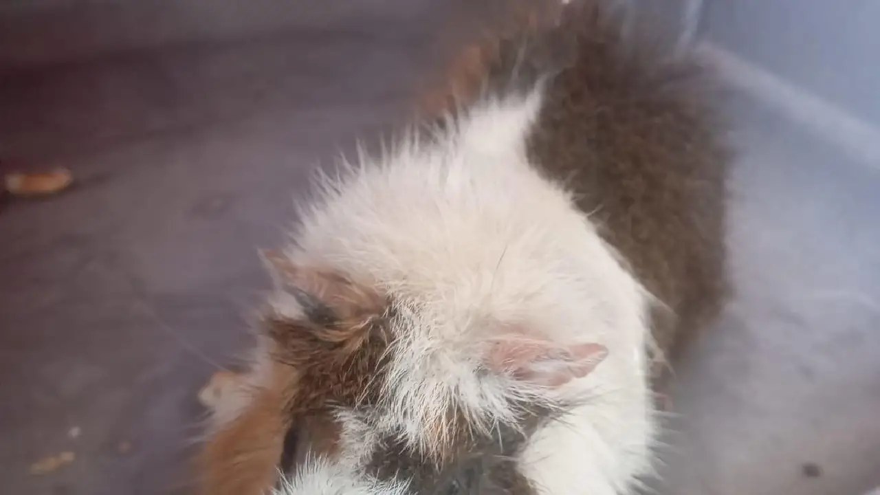 Porquinho-da-índia é resgatado  pela equipe do GDA em Guarujá