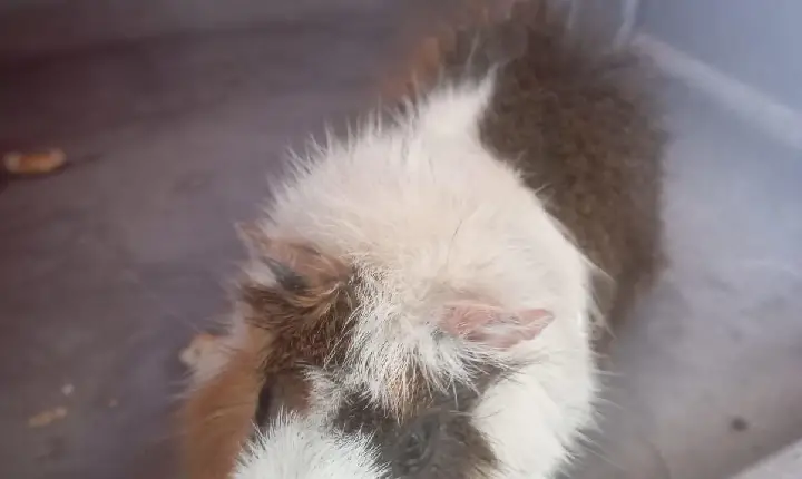 Porquinho-da-índia é resgatado  pela equipe do GDA em Guarujá