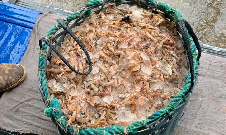 Prefeitura de Guarujá distribui mais de duas toneladas de camarões nas comunidades