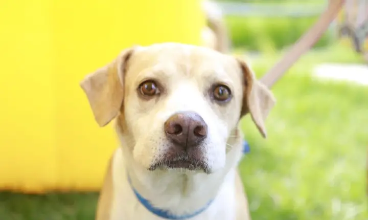 Projeto Tomba Lata alimenta mais de 100 cães  toda quarta-feira, no Santo Antônio
