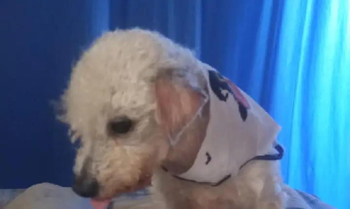 Quase 600 animais já foram adotados neste ano em Guarujá