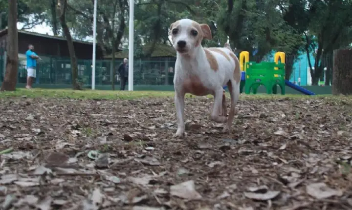 Santos inaugura quarto espaço exclusivo para pets da Cidade