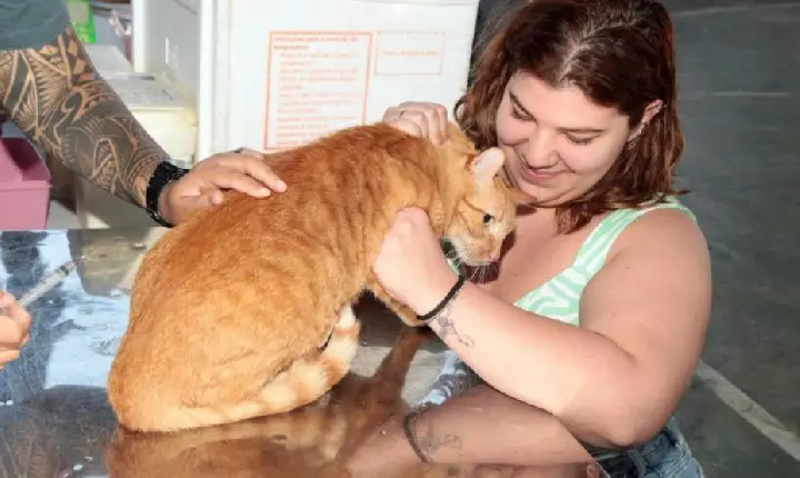 Santos inicia campanha de vacinação gratuita de cães e gatos na segunda