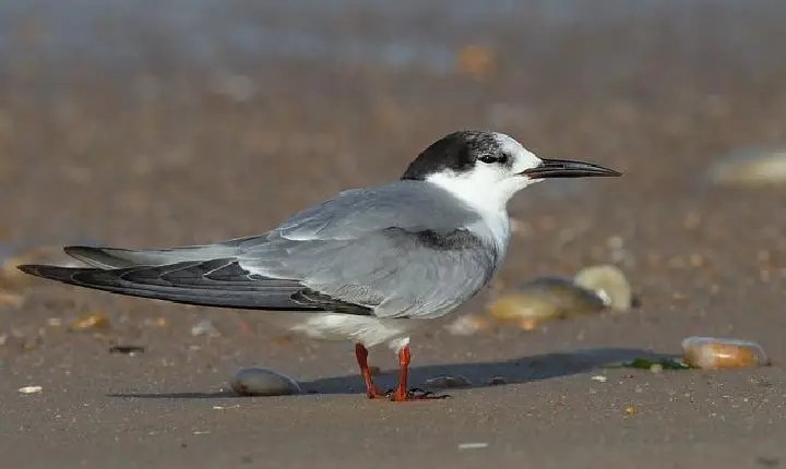 Santos reforça orientações sobre a gripe aviária após decreto de emergência zoossanitária no Estado