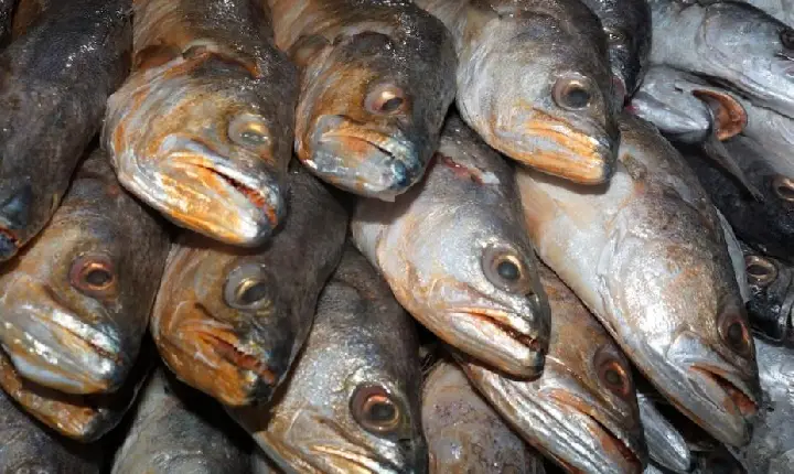 Santos terá 12 pontos de venda de pescado pelos bairros na Sexta-feira Santa