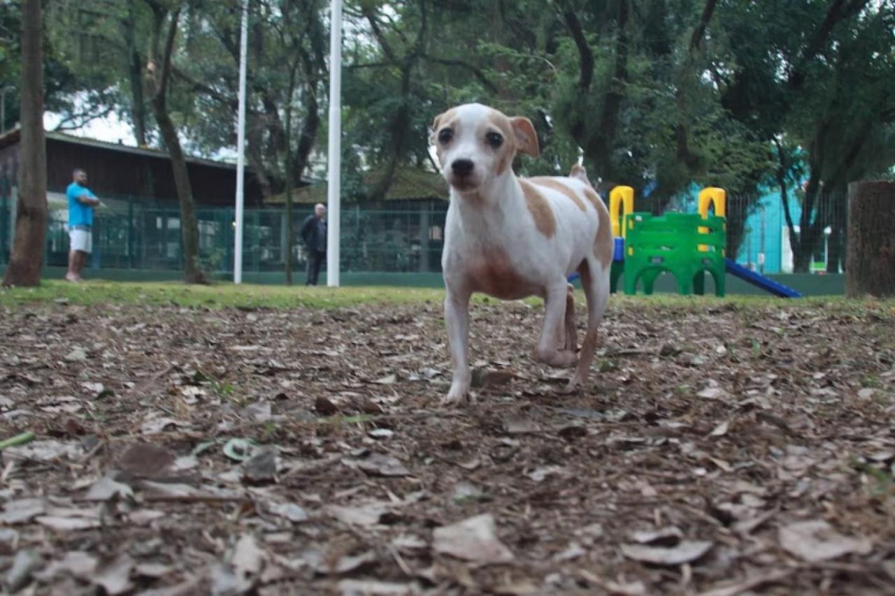 Santos inaugura quarto espaço exclusivo para pets da Cidade