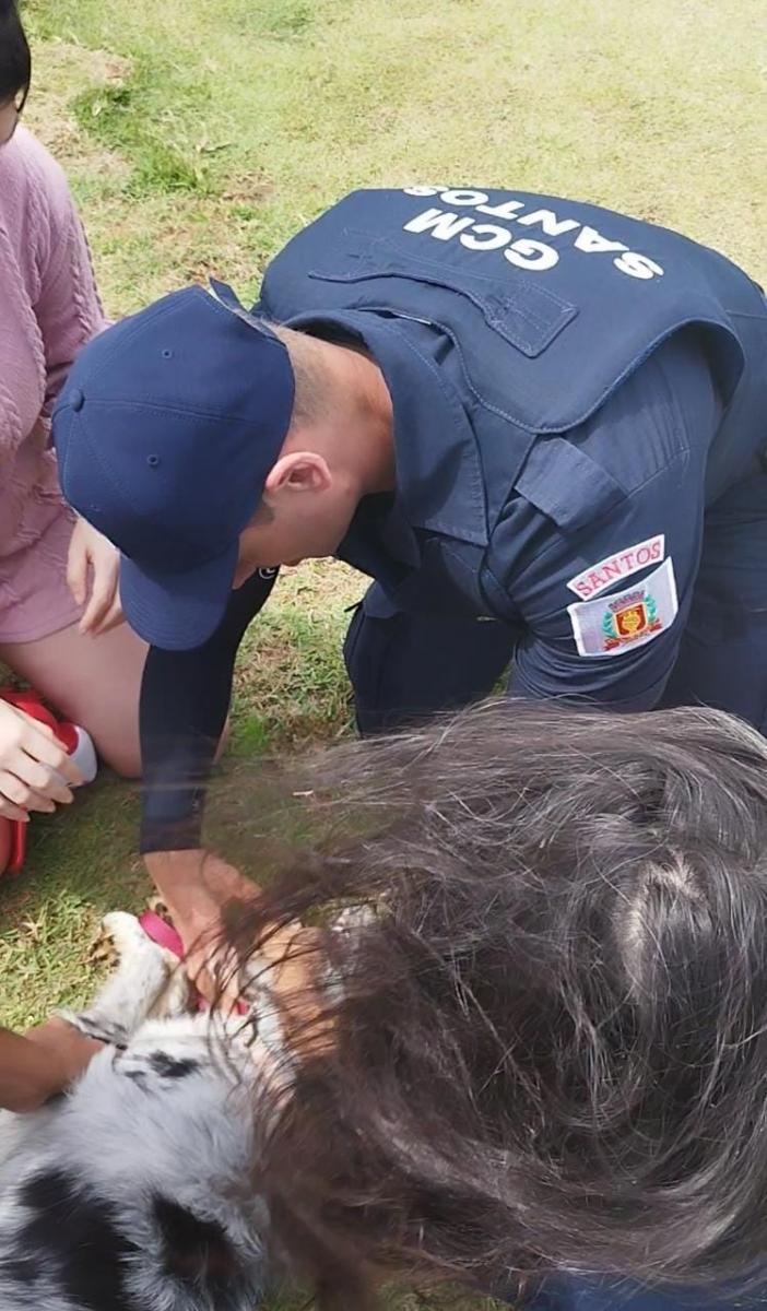 Guarda municipal de Santos salva cão engasgado com bolinha de brinquedo