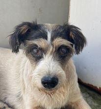 Canil Municipal incentiva a adoção de cães idosos
