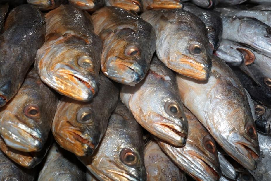 Santos terá 12 pontos de venda de pescado pelos bairros na Sexta-feira Santa