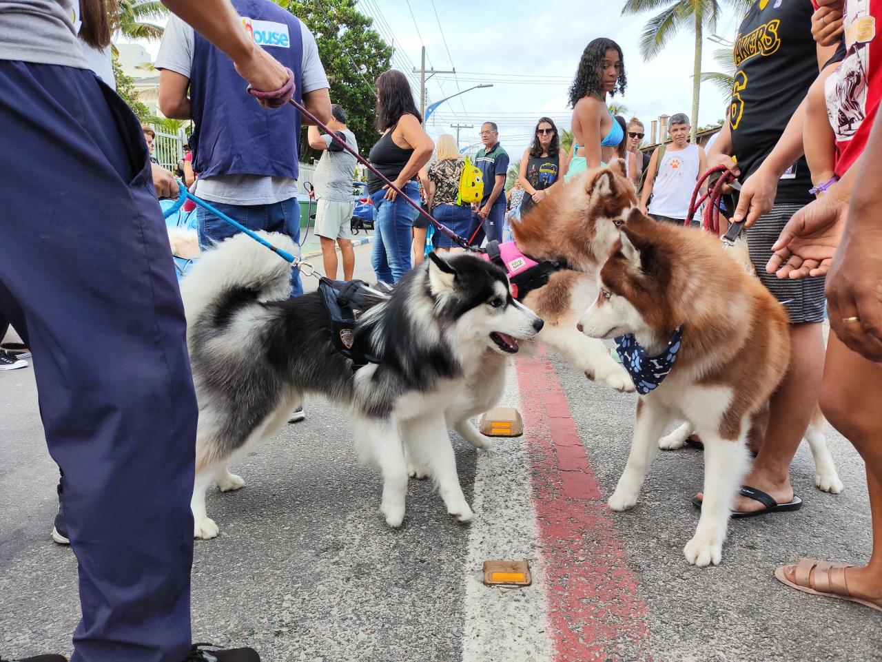 CãoMinhada Solidária reuniu cerca de 6 mil pessoas