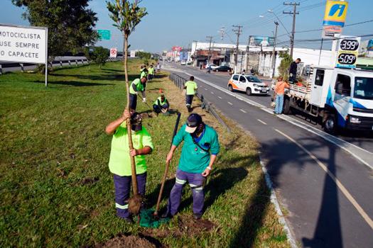 Plano Municipal de Arborização planta mais de 11 mil novas árvores na Cidade