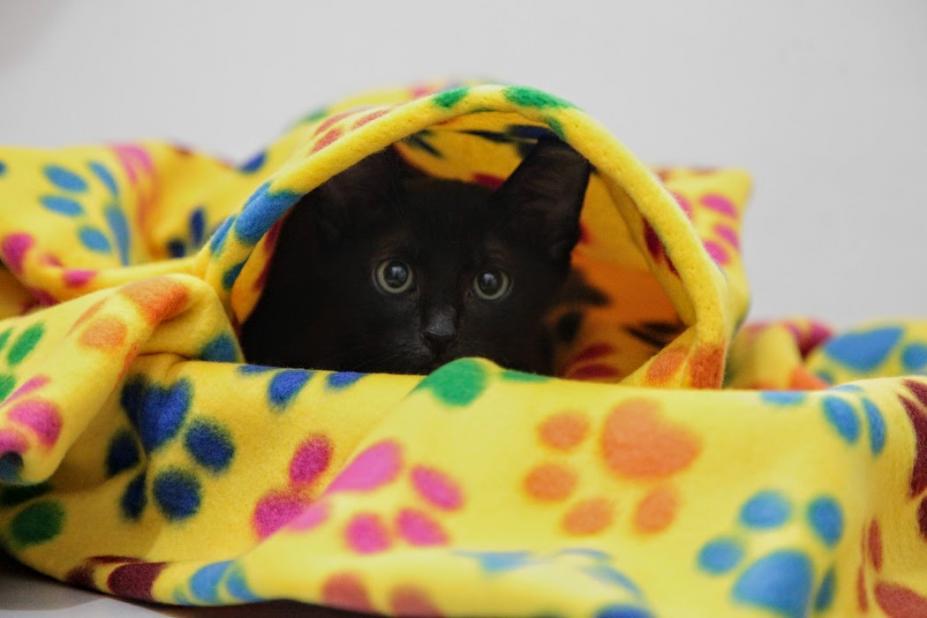 Santos arrecada cobertores para proteger animais no inverno