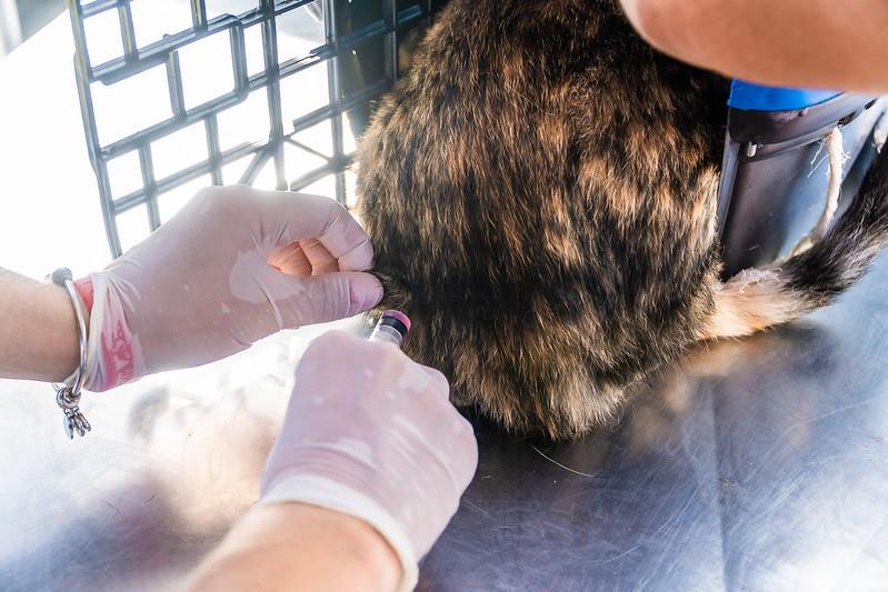 Castramóvel atenderá pets do Morada da Praia entre 11 e 13 de julho
