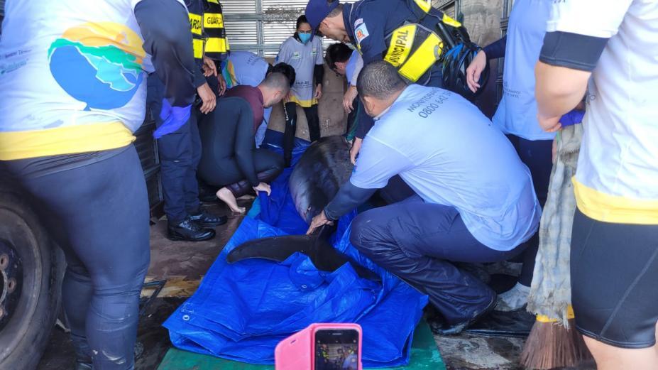 Golfinho é resgatado após encalhar na praia de Santos