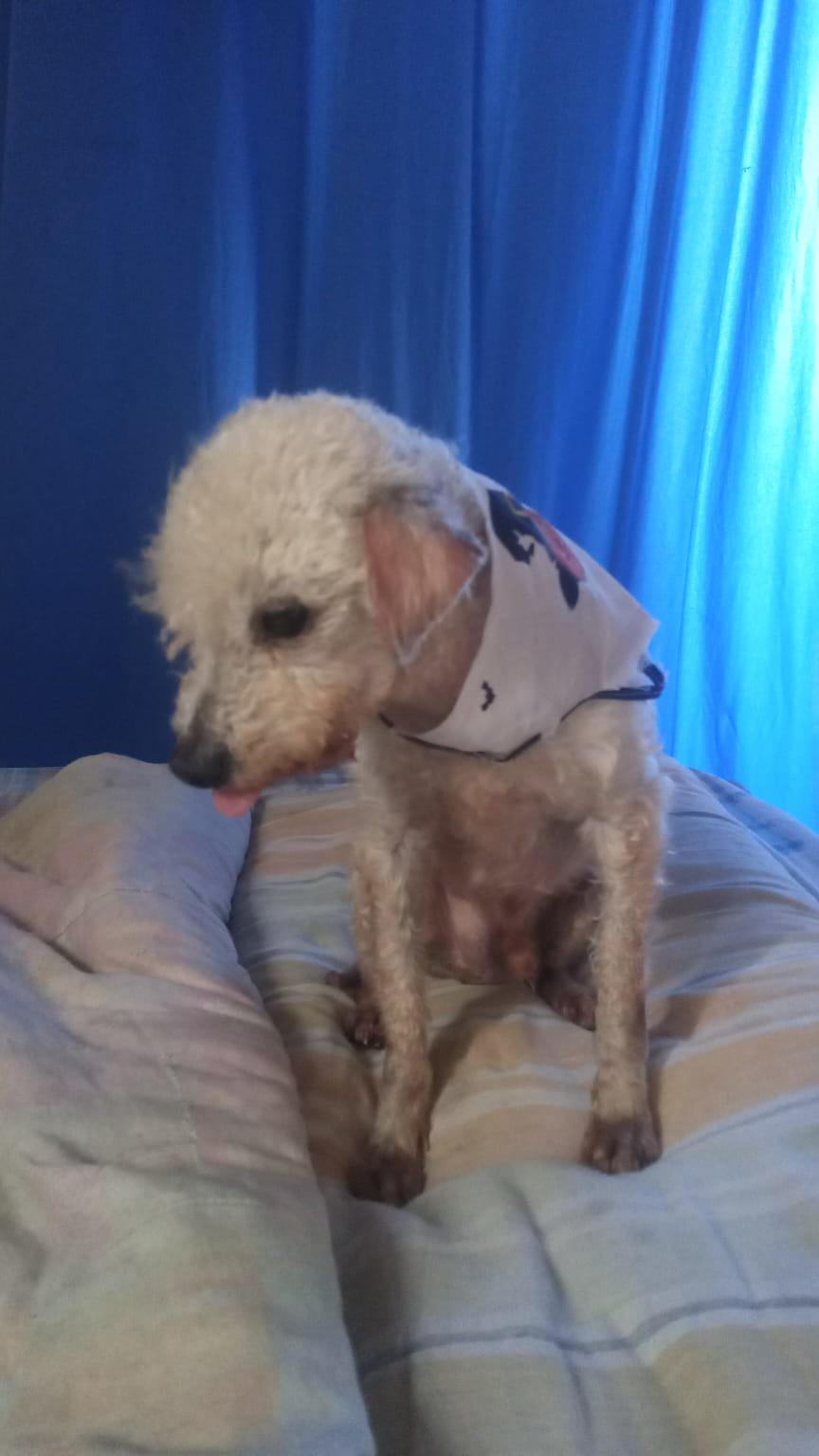 Quase 600 animais já foram adotados neste ano em Guarujá