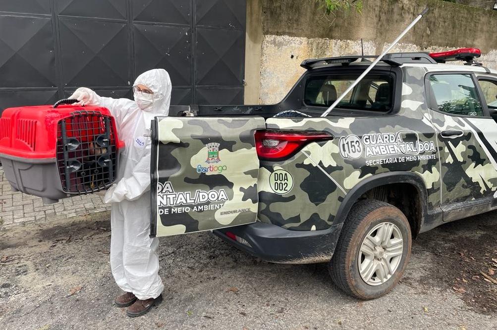Gavião-Caboclo debilitado é resgatado pelo Departamento de Operações Ambientais