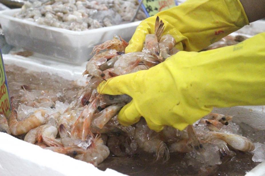 Mercado de Peixes de Santos realiza Festival do Camarão Cinza com até 30% de desconto