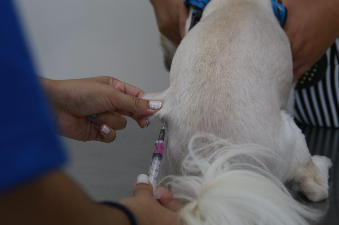 Guarujá realiza ação para conscientizar  sobre câncer de próstata e diabetes em animais
