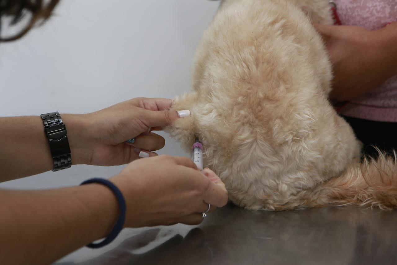GUARUJÁ DÁ UM PASSO Á FRENTE NA SAÚDE ANIMAL:650 VACINAS ANTIRRÁBICAS APLICADAS