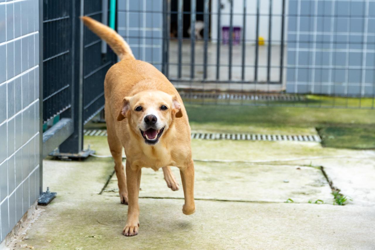 Adote um amigo de quatro patas e faça a diferença: mais de 150 à sua espera!