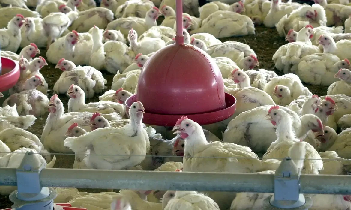 Impacto econômico: China, UE e Argentina interrompem importações de carne de frango do Brasil