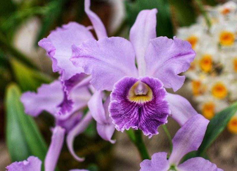 Festival de Orquídeas de Guarujá promove beleza, solidariedade e turismo