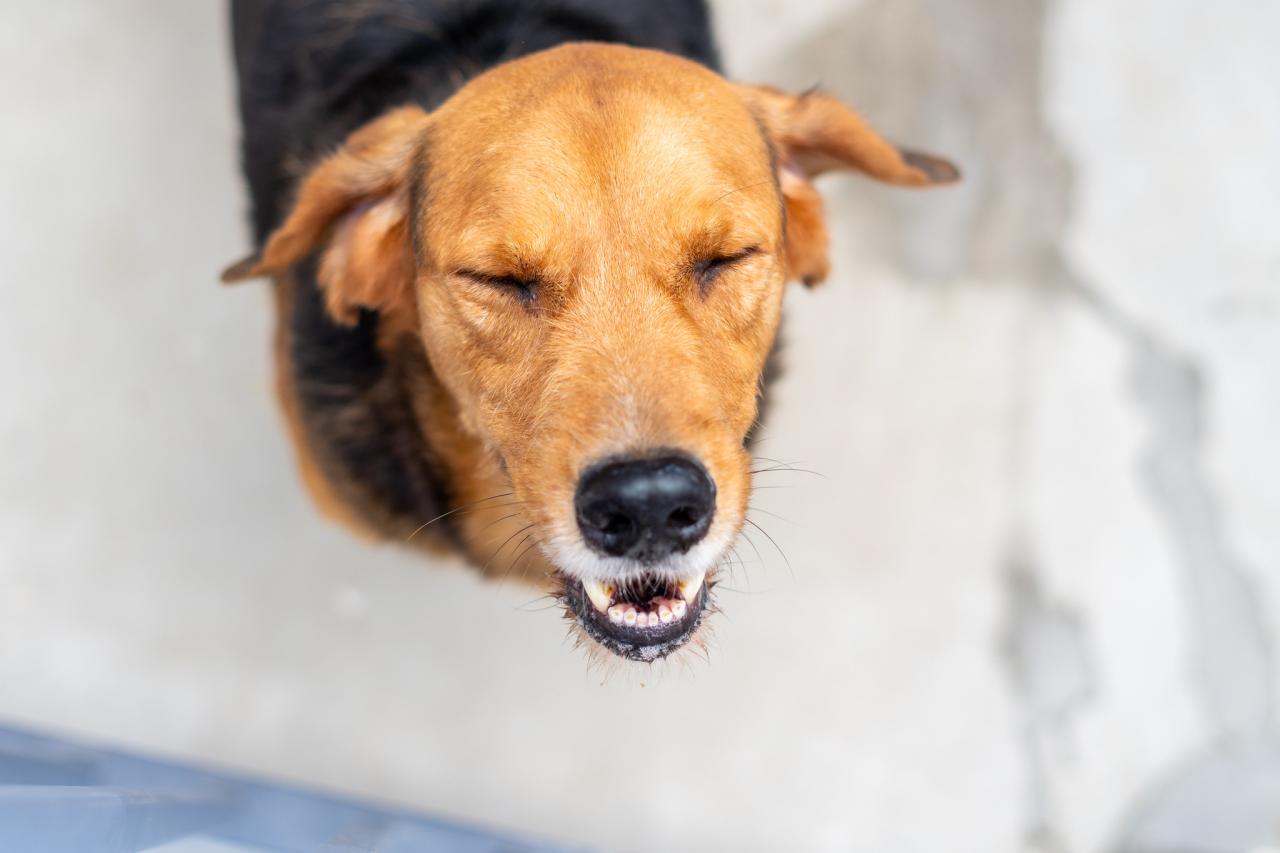 ‘Não compre, adote!’ mais de 150 pets estão disponíveis para adoção no CCZ