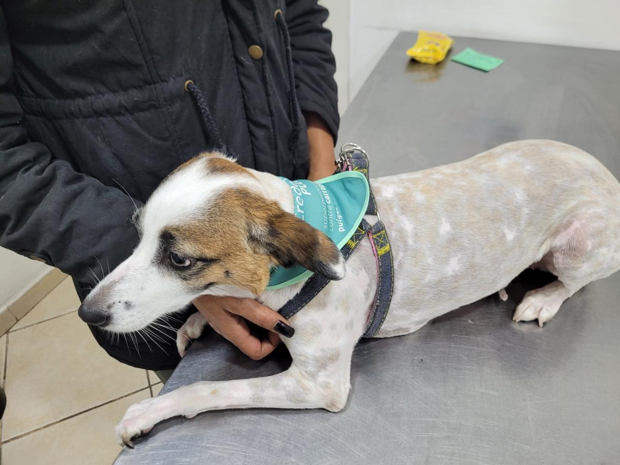 Guarujá superou já em agosto o número total de animais vacinados no ano passado contra a raiva