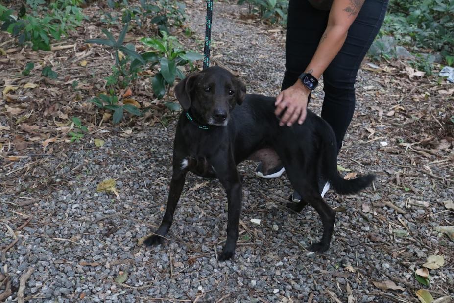 Lei prevê punições a quem deixar pets desacompanhados em Santos