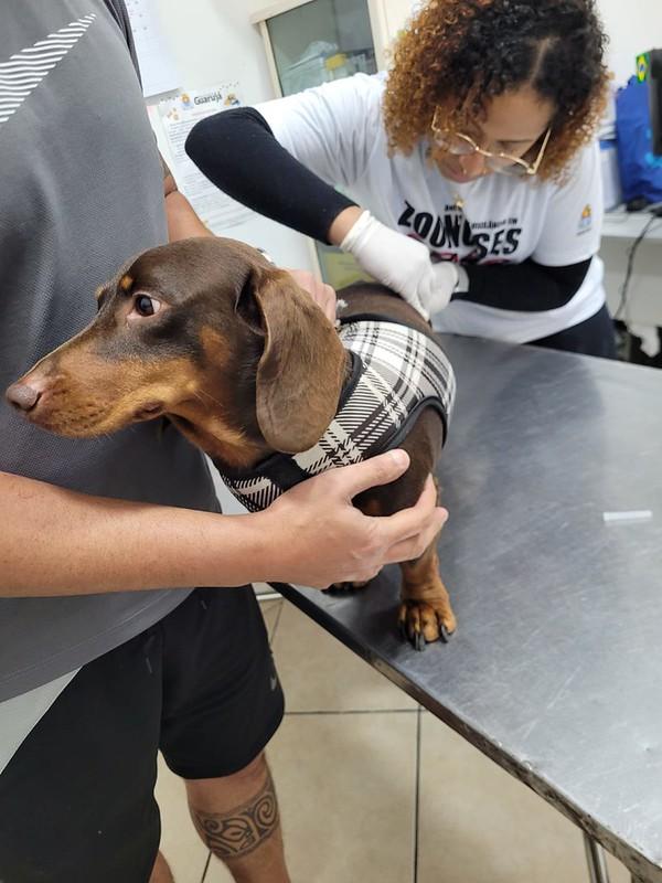 Guarujá disponibiliza vacinas antirrábicas para cães e gatos na Unidade de Zoonoses
