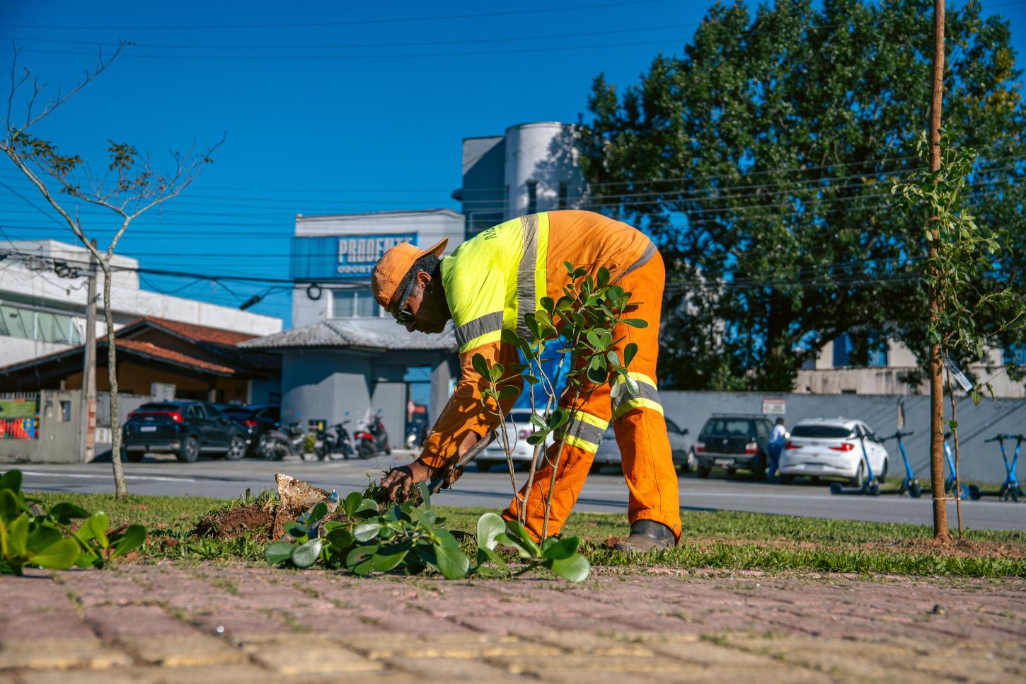 Bertioga ultrapassa a marca de 1.700 mudas plantadas em ação de arborização urbana